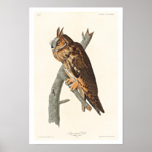 Coruja de orelha longa por Poster de Audubon