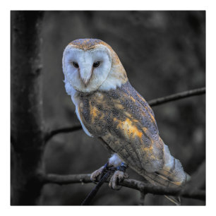 Coruja: Fotografia Colorida Seletiva