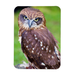 Coruja Íman flexível