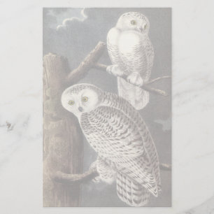 Coruja nevado, John Audubon