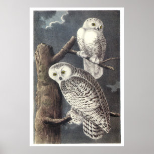 Corujas nevado poster ou impressão de Audubon