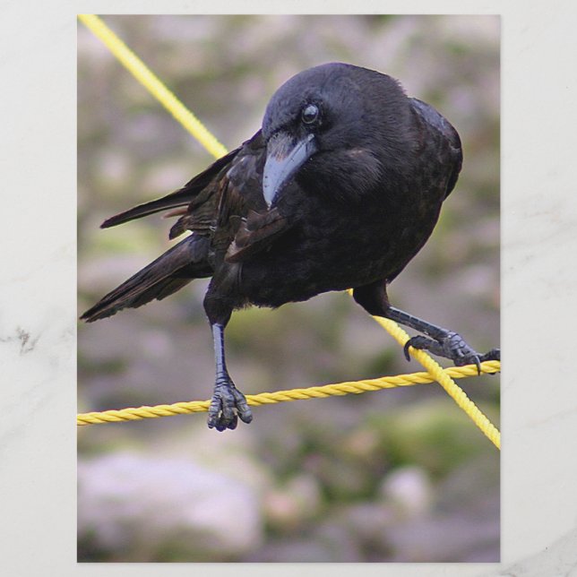 Corvo em Crossroad (Frente)