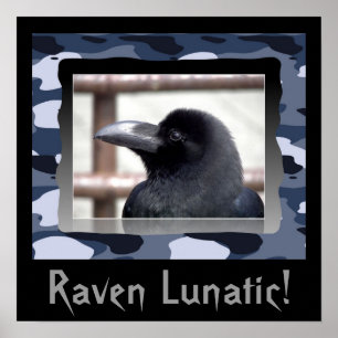 Corvo excêntrico! Poster