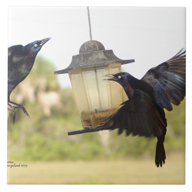 Corvos Ravens Blackbird Azulejo (Frente)