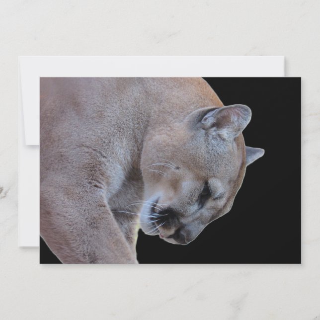 Cougar / Pantera Flórida / Placa Flat Puma (Frente)
