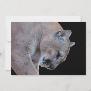 Cougar / Pantera Flórida / Placa Flat Puma