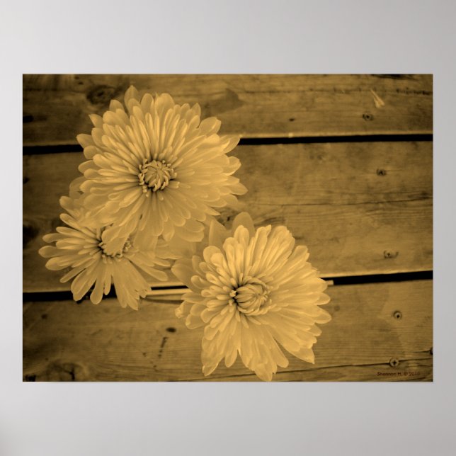 Country Daisies Poster (Frente)