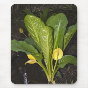 Couve de jaritataca - Mousepad