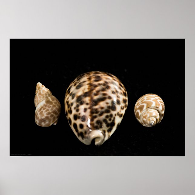 Cowrie Cones 2 Poster (Frente)