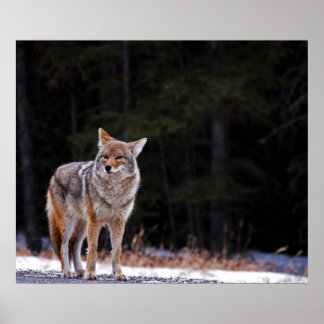 Coyote Poster ou Impressão