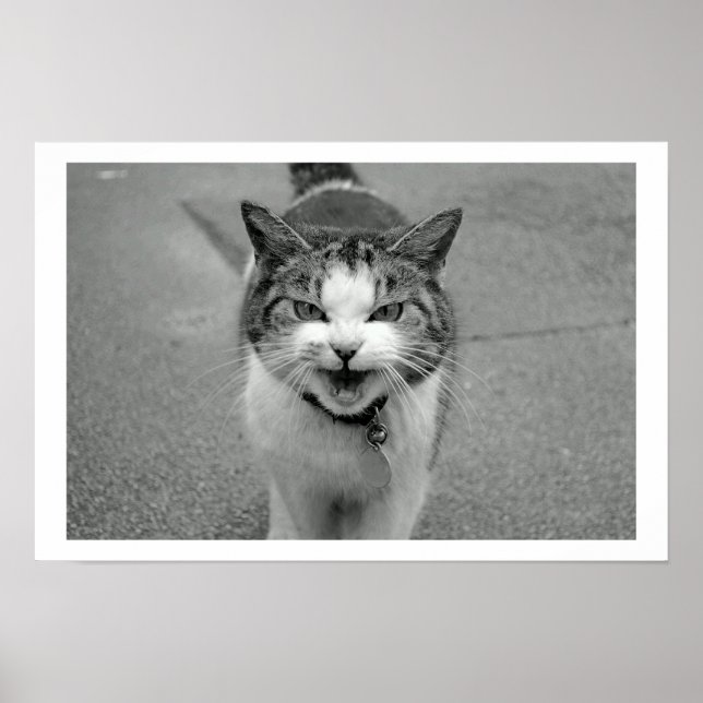 Crabby Cat Poster (Frente)