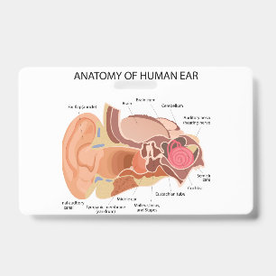 Crachá Anatomia dos ouvidos humanos