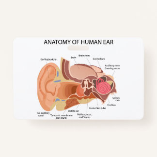 Crachá Anatomia dos ouvidos humanos