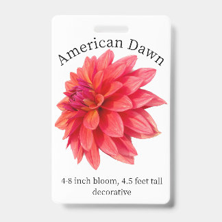 Crachá de Identificação de Dahlia da Manhã America