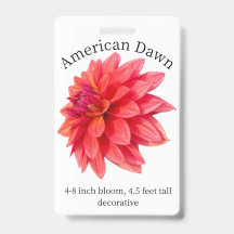 Crachá de Identificação de Dahlia da Manhã America