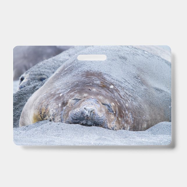 Crachá Foca elefante dormindo (Frente)