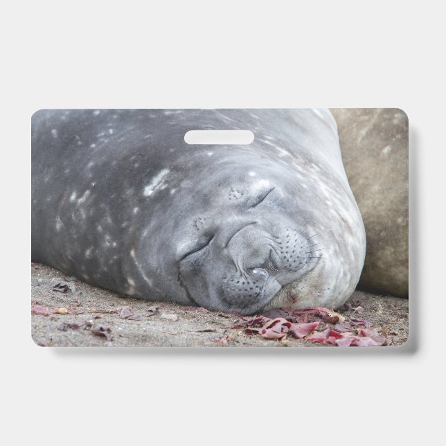 Crachá Foca-elefante que dorme (Frente)