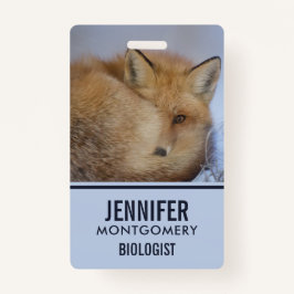 Crachá Foto De Inverno Enrolada De Raposa Bela