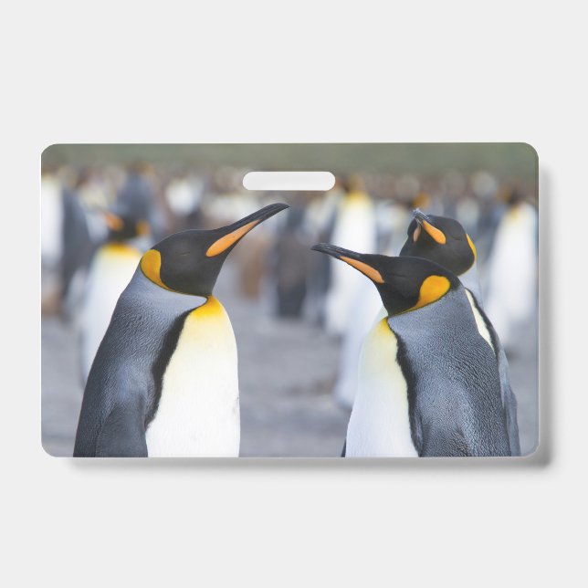 Crachá Pinguins-reis (Frente)