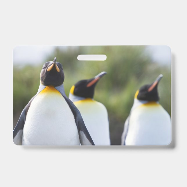 Crachá Pinguins-reis (Frente)