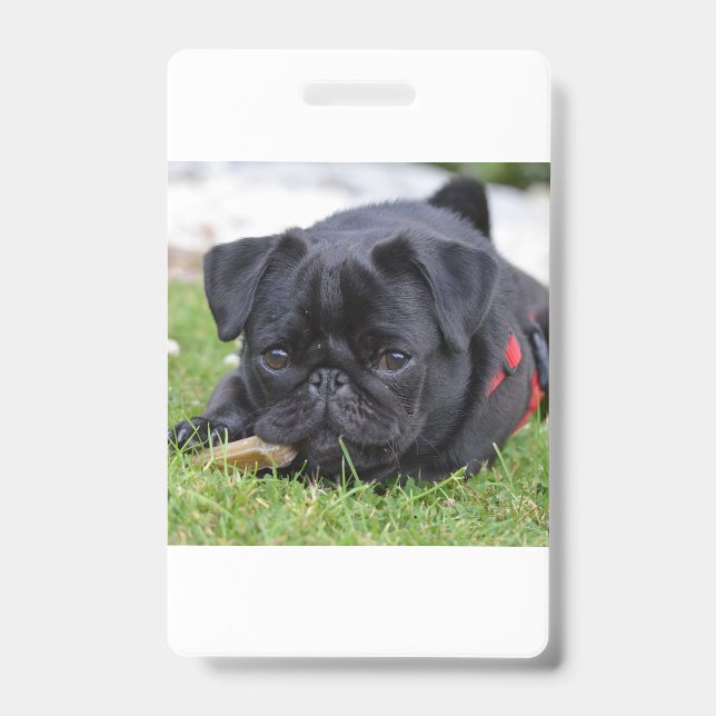 Crachá pug preto deitado (Frente)
