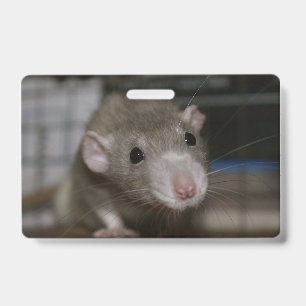 Crachá Rato Curioso
