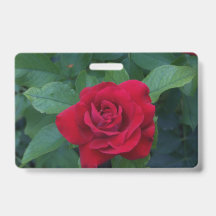 Rosa Vermelha de Perto