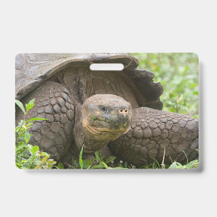 Crachá Tartaruga gigante