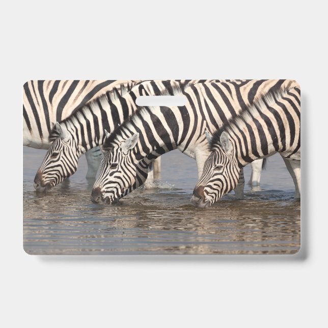 Crachá Zebras bebendo (Frente)
