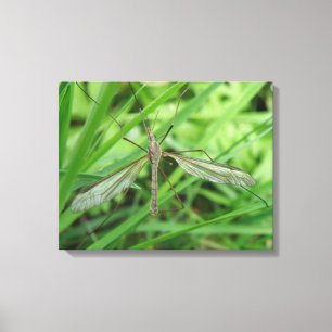 Crane Fly Canvas
