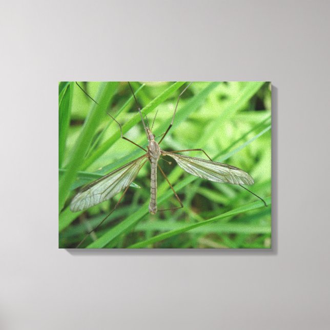 Crane Fly Canvas (Frente)