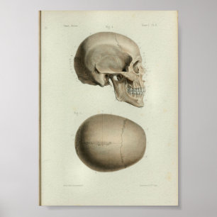 Crânio 1844 do ser humano do impressão da anatom