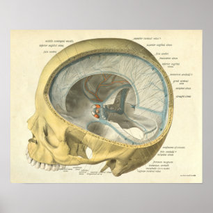 Crânio humano do impressão da anatomia do vintag