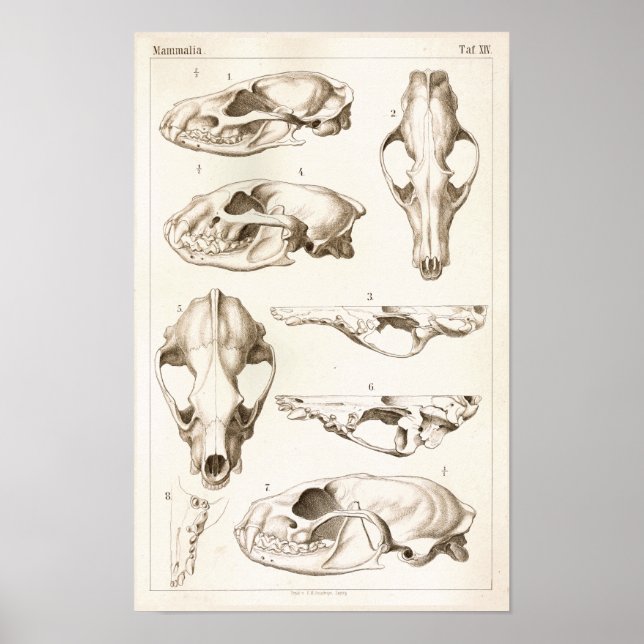Crânios de Mamíferos Impressão de Anatomia Veterin (Frente)