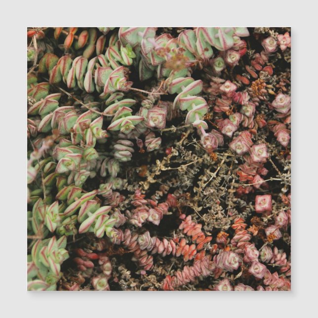 Crassula perforata (Frente)