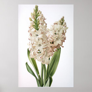 Cream Hyacinth Flower Art Poster