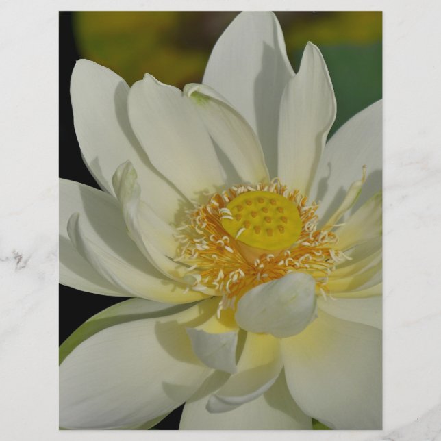 Creamy Water Lily.JPG (Frente)