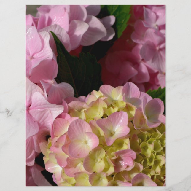 Creme cor-de-rosa Hydrangeas amarelas cor-de-rosa  (Frente)
