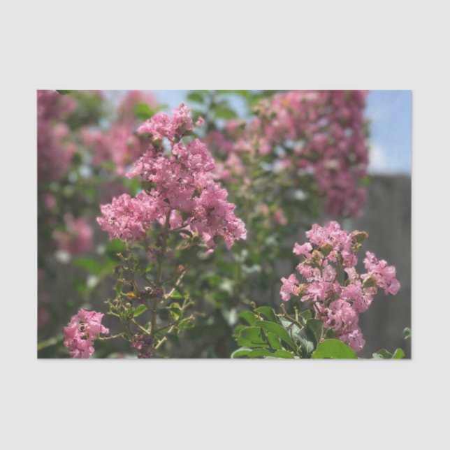 Crepe Myrtle, papel de tecidos florescente (Frente )