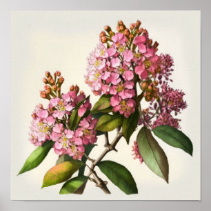 Crepe Rosa Myrtle Flores Impressão