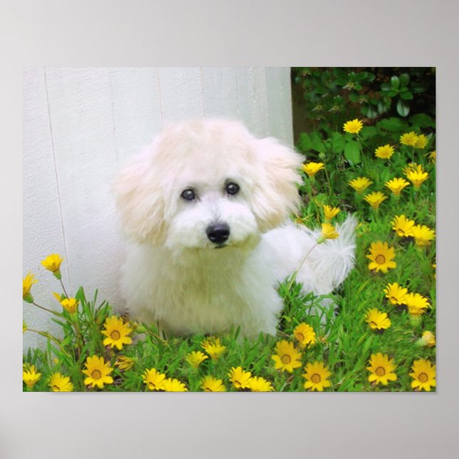 Criar um Impressão de Poster (Frente)