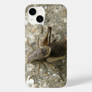 Cricket Brown Field