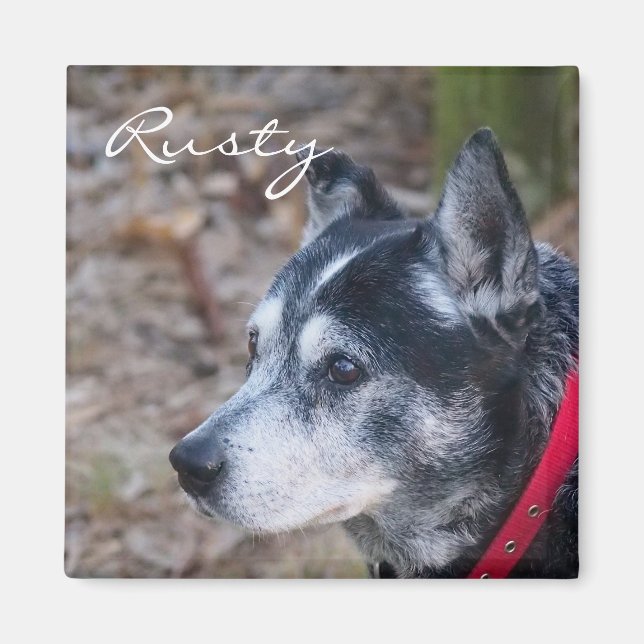 Crie seu próprio íman de estimação (Frente)