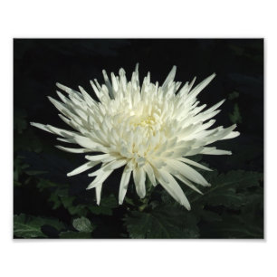 Crisântemo branco 10" x 8" impressão da foto