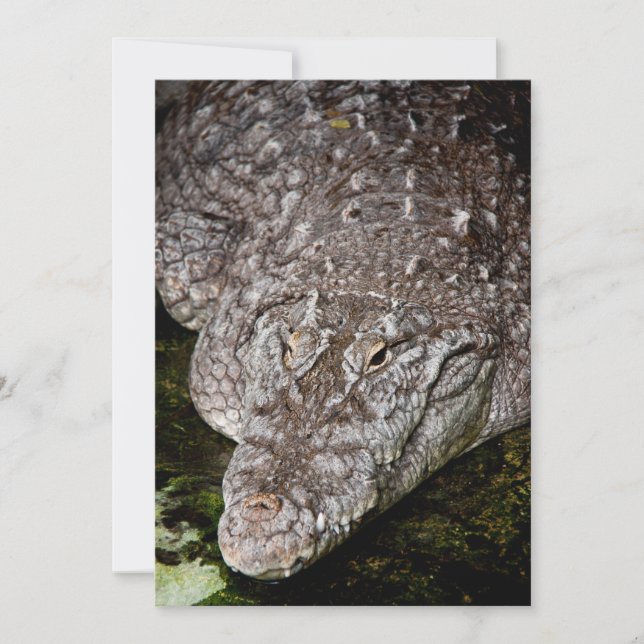 Crocodilo (Frente)