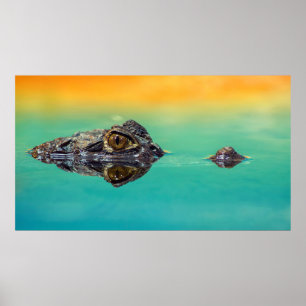 Crocodilo em Poster de água estática