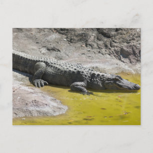crocodilo no cartão postal do zoológico