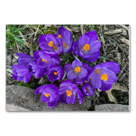 Crocus floral Flores cartões de leitura personaliz