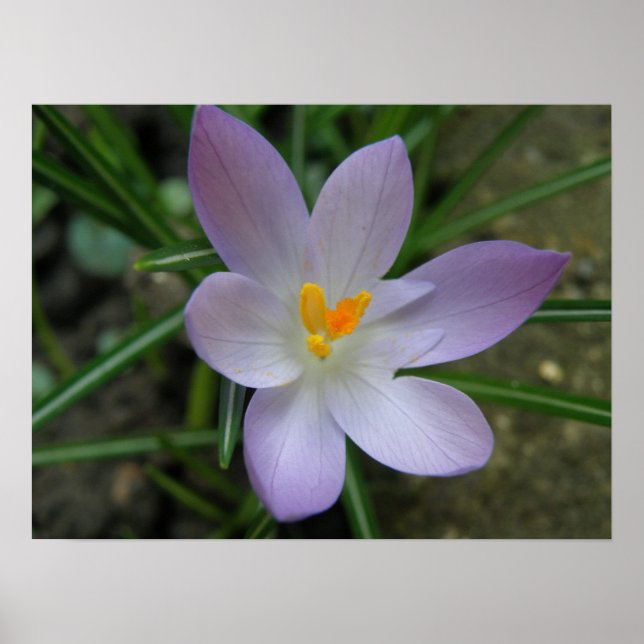 Crocus Macro Impressão (Frente)