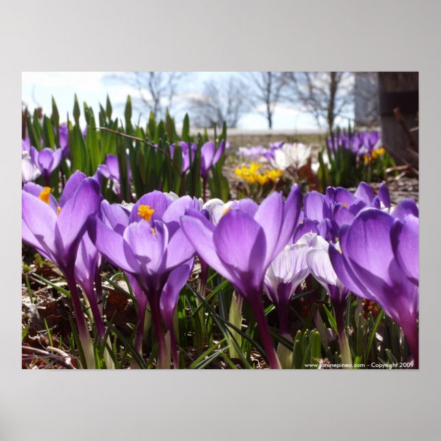 Crocus poster (Frente)
